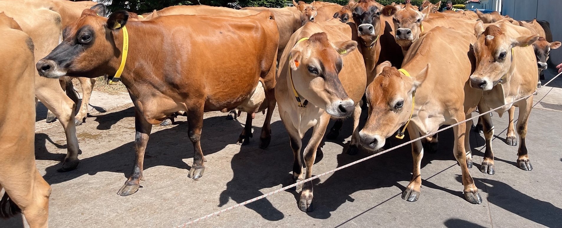 Jersey heifers, bred heifers and milking cows A2A2